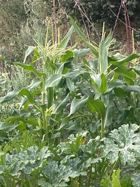 Vegetable Allotment View