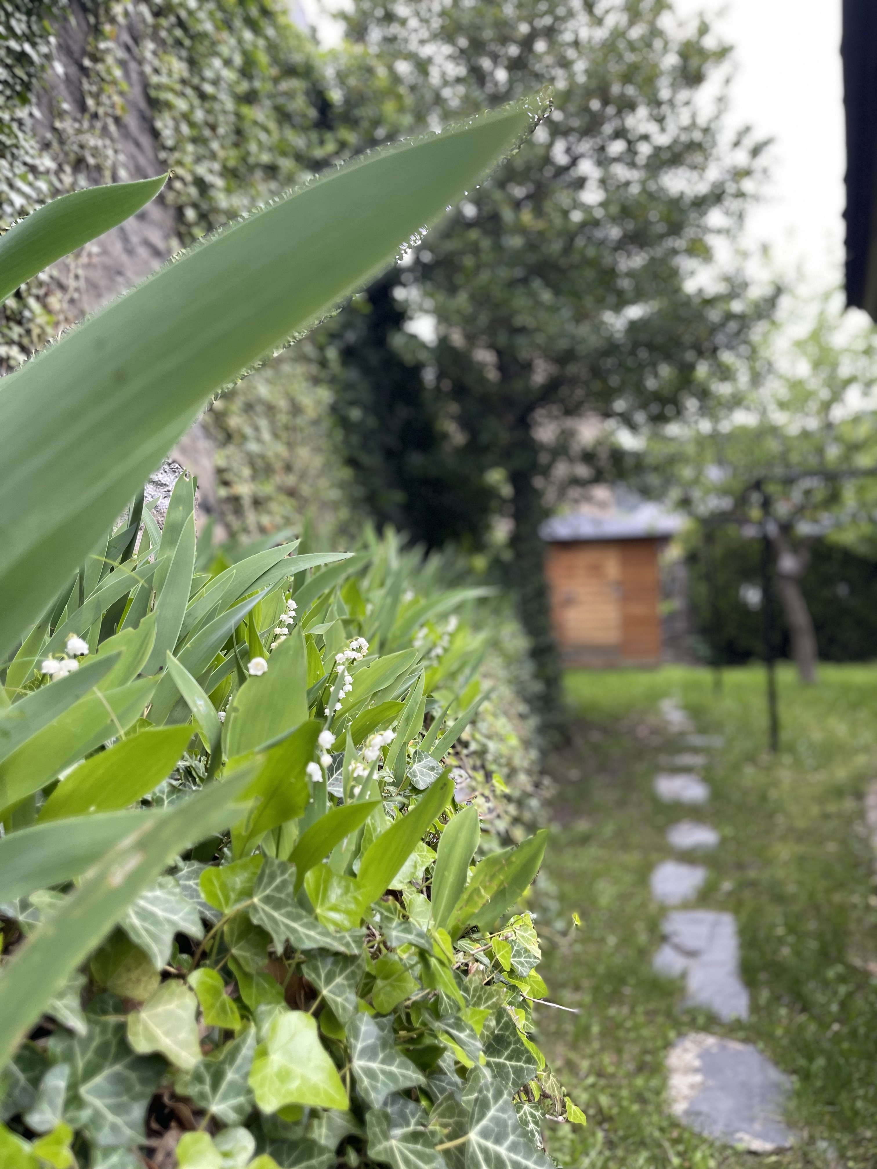 Lily of the valley flowers lining the garden path, La Massana chalet