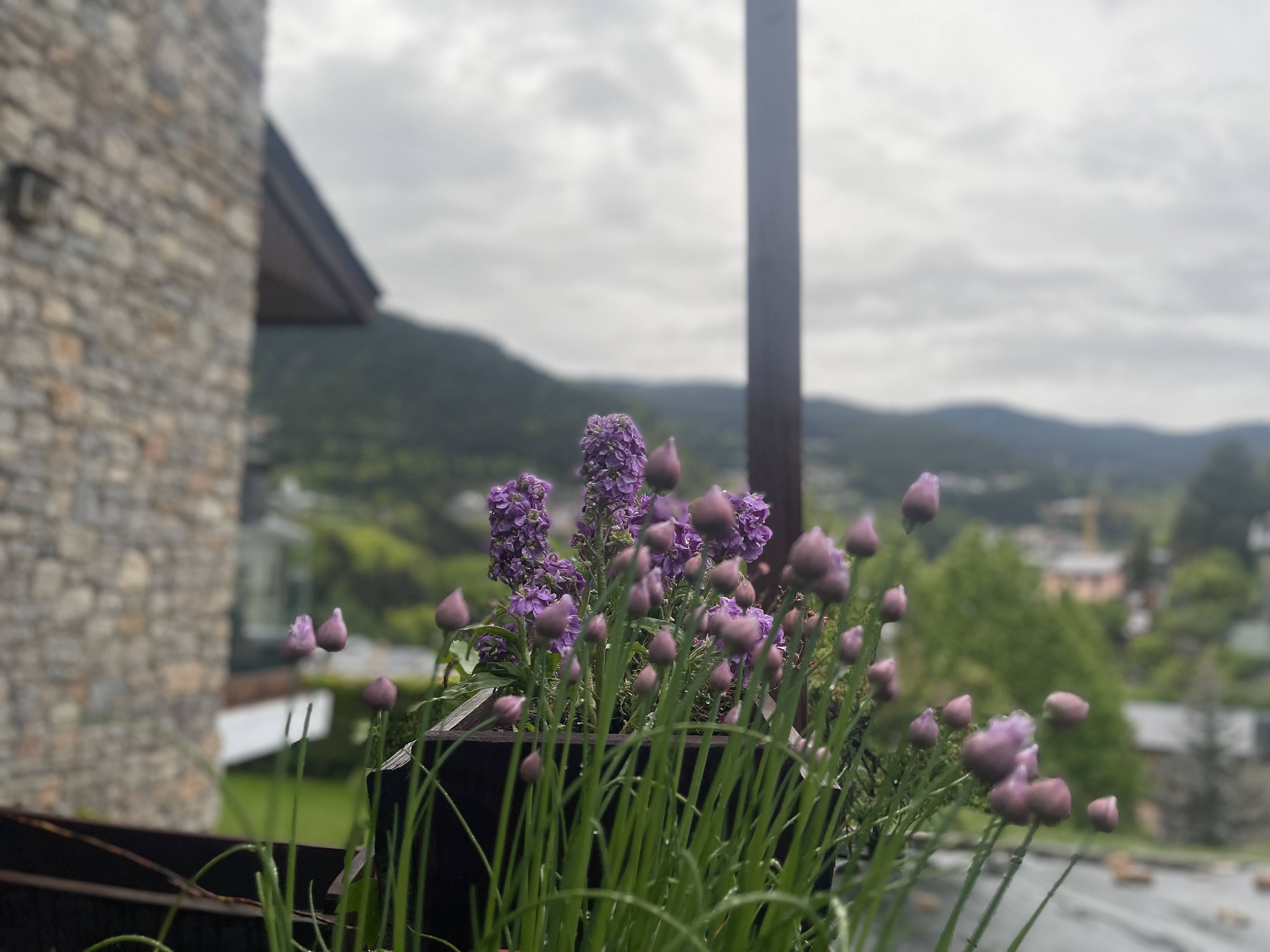 Purple allium flowers on the terrace with mountain valley views behind